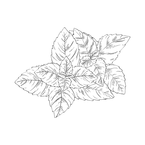 media}